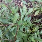 Erigeron karvinskianus Leaf