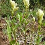 Castilleja sulphurea फूल