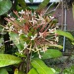 Ixora hookeri Blomst