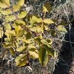 Pistacia terebinthus Leaf