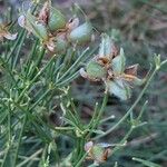 Genista radiata Fruit