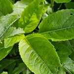 Mercurialis perennis Blad