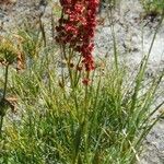 Rumex paucifolius Συνήθη χαρακτηριστικά