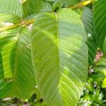 Psidium guajava Blatt