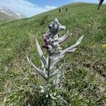 Cynoglossum magellense Hoja