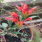 Aeschynanthus speciosus Fleur