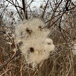 Clematis virginiana Plod