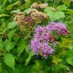 Vernonia brachycalyx Blomma