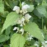 Lamium albumFlower