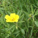 Ludwigia grandiflora Mosusu
