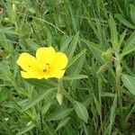 Ludwigia grandiflora മറ്റ്