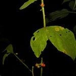 Solanum jamaicense Frutto