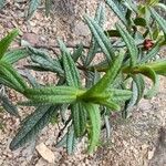 Cistus monspeliensis Leaf