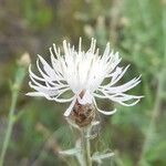 Centaurea diffusa Kwiat