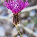 Crupina crupinastrum Λουλούδι