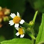 Galinsoga parviflora Flower