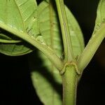 Miconia trinervia Hoja