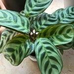 Ctenanthe burle-marxii Foglia