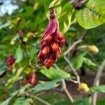 Magnolia sieboldii Vrucht