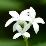 Galium odoratum Floare