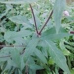 Eupatorium cannabinum 葉