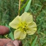 Ludwigia linearis ফুল