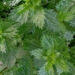 Urtica urens পাতা