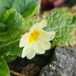 Primula vulgaris Květ