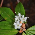 Rhododendron columbianum Flor