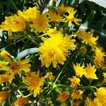 Sonchus palmensis