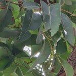 Eucalyptus botryoides Лист