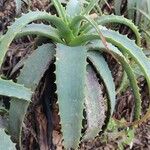 Aloe arborescensপাতা