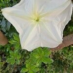 Ipomoea alba Blüte