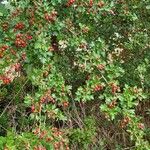 Crataegus laevigataFruit