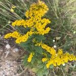 Solidago rugosaFlower