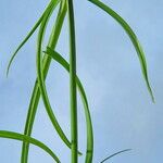Cyperus aromaticus Folio