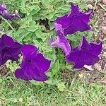 Petunia spp. Flors