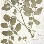 Solanum hjertingii Other