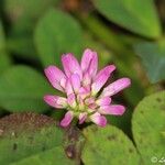 Trifolium tomentosum Flower