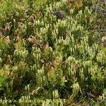 Lycopodium × oellgaardii Habit