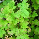 Viburnum opulus Levél