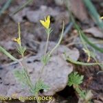 Hypecoum procumbens Habitus