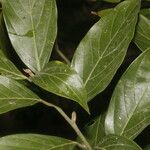 Nectandra membranacea Feuille