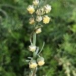 Artemisia alba Цвят