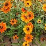 Zinnia angustifoliaFlower