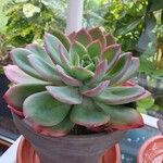 Echeveria colorata List