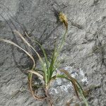 Carex halleriana Leaf