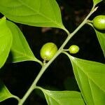 Casearia coronata 果實