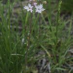 Lithophragma glabrum Агульны выгляд