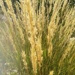 Achnatherum calamagrostis Blomst